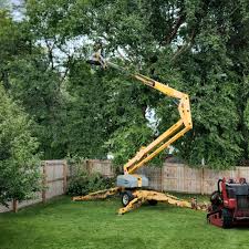 Best Tree Maintenance Programs  in Franklin, CA