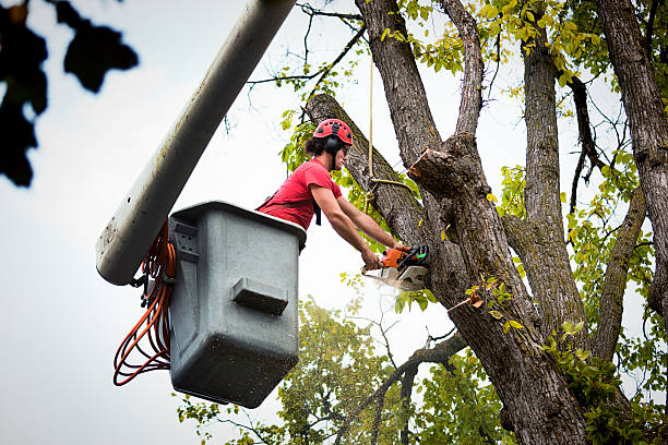 Leaf Removal Services in Franklin, CA